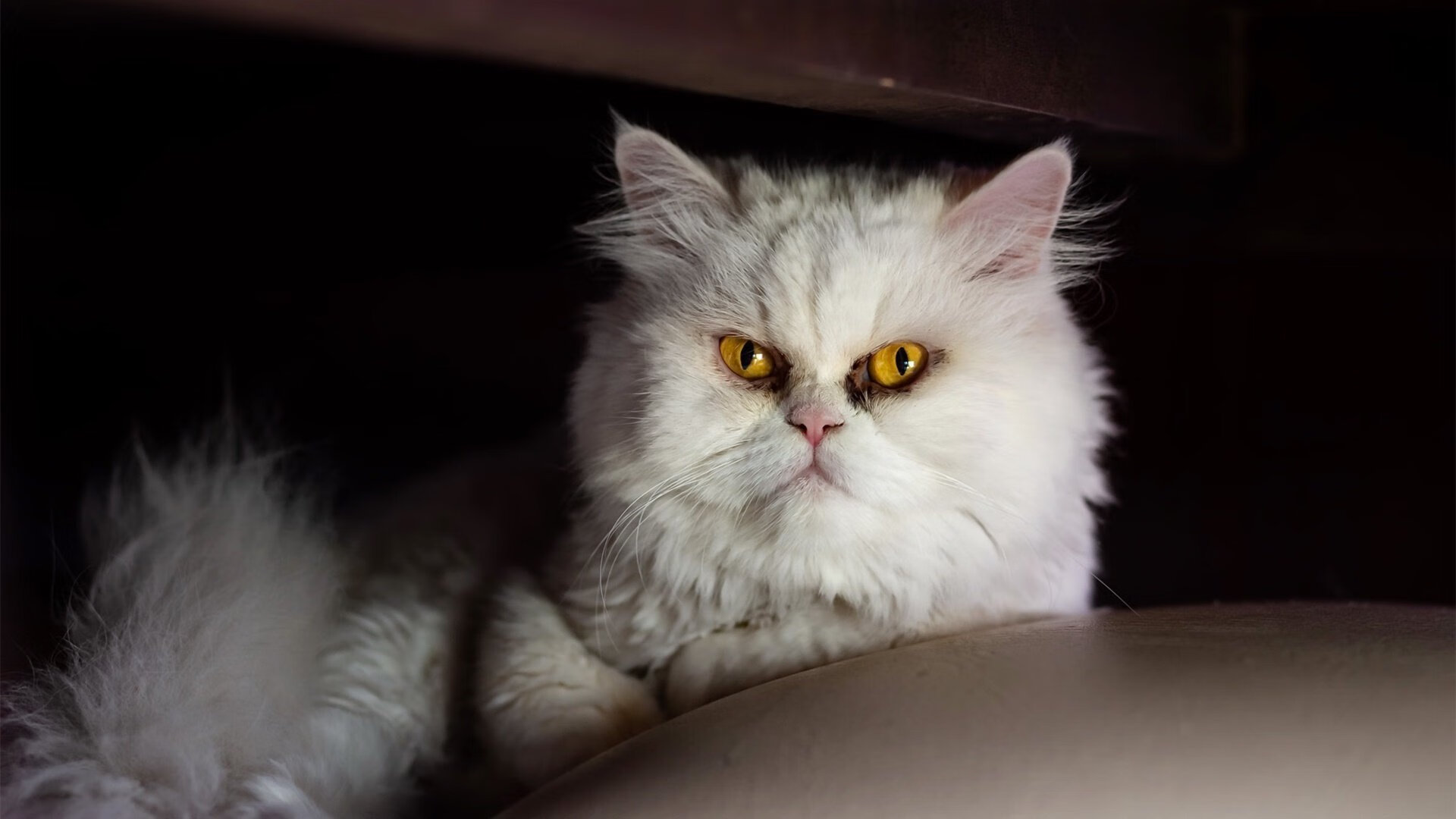 场馆设施智能化改造全面展开,场馆智能化管理系统方案