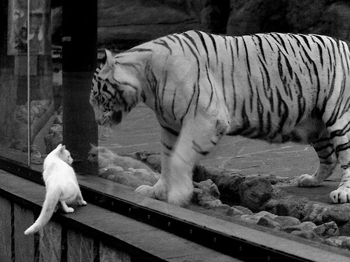 自由搏击赛事竞技水平提升明显，自由搏击含金量最高的赛事