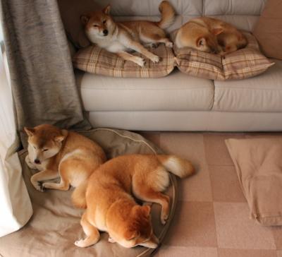 博卡或考虑引入外籍主帅引导战术革新,博卡主场叫什么名字